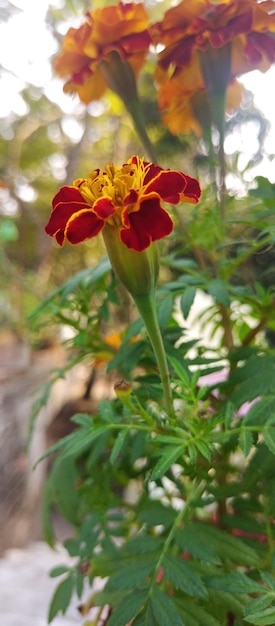 Photo des marigolds orange et jaune fleurissent sur un fond naturel