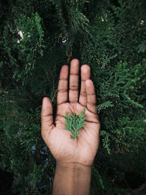 Photo la marijuana - le cannabis à base de plantes