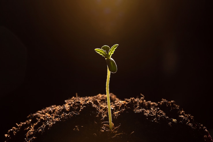 Photo la marijuana dans le sol gros plan sombre fond