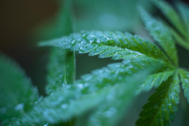 Photo la marijuana espagnole marihuana le nom officiel du cannabis est une drogue psychoactive dérivée du chanvre de type psychédélique