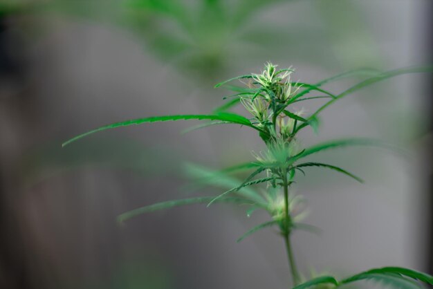 Photo la marijuana espagnole marihuana le nom officiel du cannabis est une drogue psychoactive dérivée du chanvre de type psychédélique