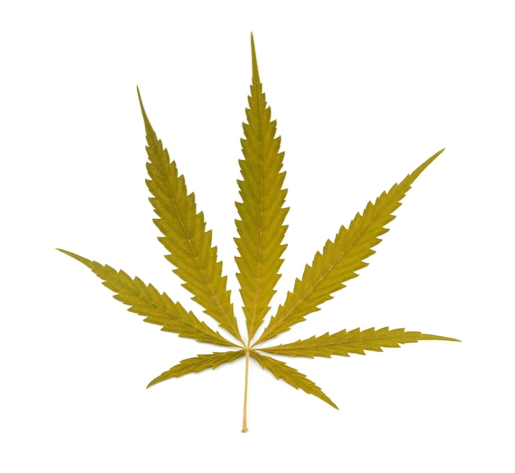 Photo la marijuana sur un fond blanc