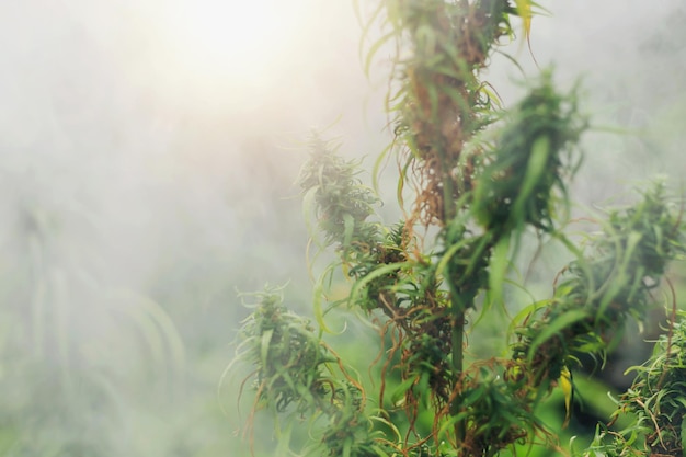 Photo marijuana sur un fond naturel flou au coucher du soleil