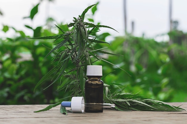 Marijuana, herbes et feuilles à usage médical