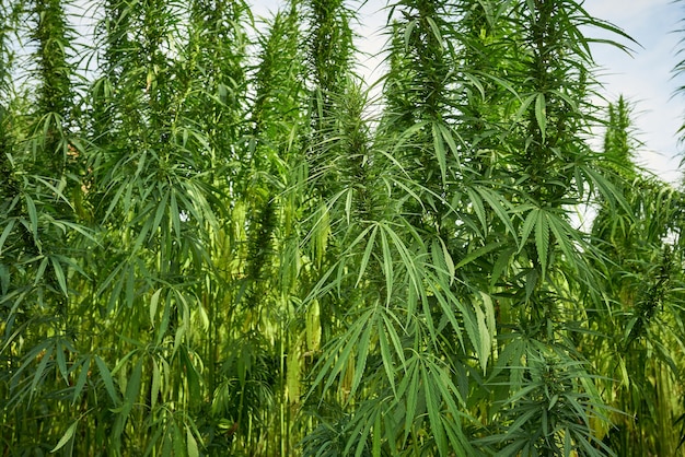 La marijuana laisse des plants de cannabis dans le fond de la ferme