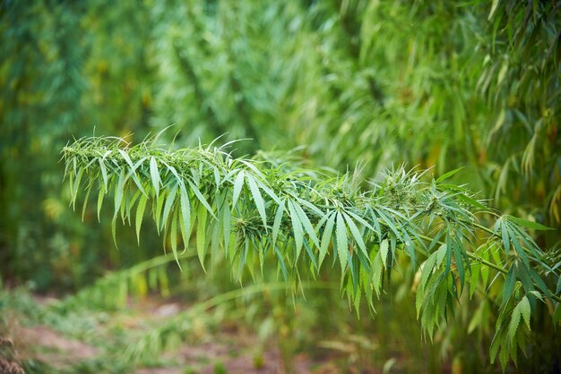 La marijuana laisse des plants de cannabis dans le fond de la ferme