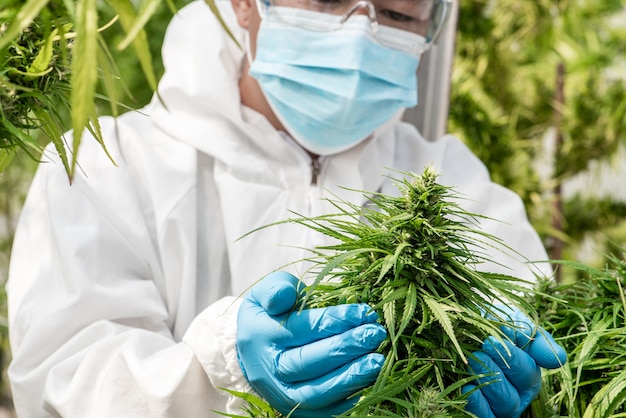 Marijuana médicale dans la fleur de cannabis avant la récolte Concept de médecine alternative à base de plantes, huile de CBD, industrie de la médecine dans une serre.