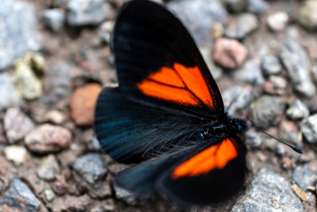 mariposa negra con naranja