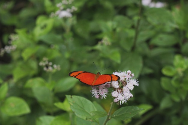 Photo le mariposa.