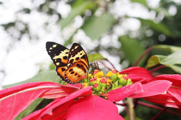 Photo le mariposa.