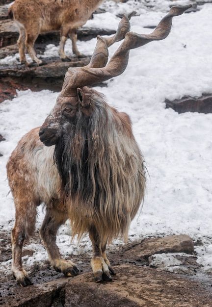 Markhor (capra falconeri) sur des rochers avec de la neige