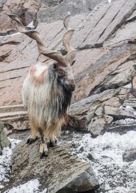 Photo markhor (capra falconeri)