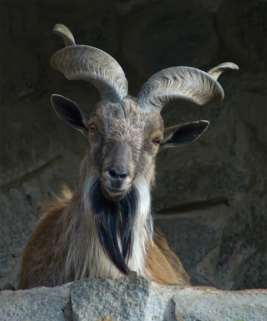 Markhor (chèvre sauvage) mâle avec de grandes cornes enroulées, portrait agrandi