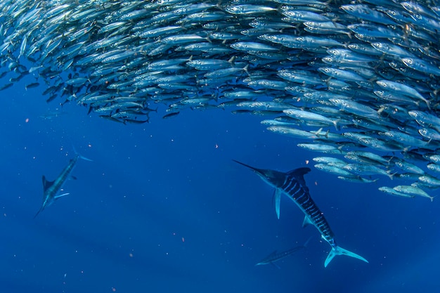 Marlin rayé et otaries chassant dans une boule d'appâts à la sardine dans l'océan pacifique