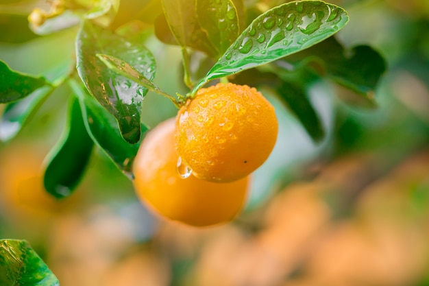 Marmelade de Kumquat Fruits orange frais avec des gouttes sur l'arbre