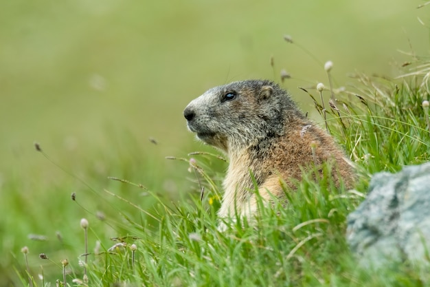 Marmotte des Alpes avec fond vert tendre