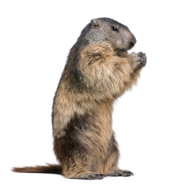 Marmotte des Alpes - Marmota marmota sur un blanc isolé