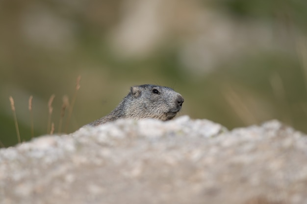 Marmotte des Alpes