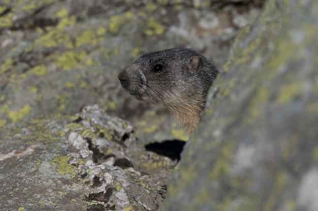 Photo marmotte des alpes