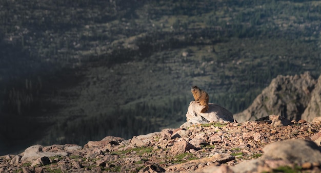 Une marmotte dans les Cockies du Colorado.