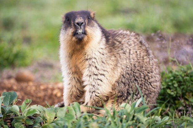 marmotte dans l'habitat naturel. Portrait de visage de détail avec habitat de montagne.