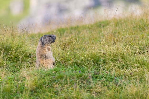 Marmotte des Dolomites