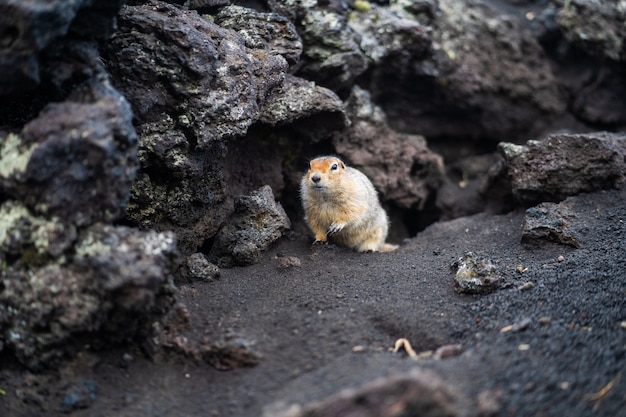 Marmotte drôle avec fourrure moelleuse