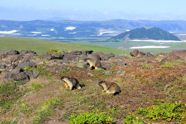 Photo marmotte du kamtchatka en haute montagne