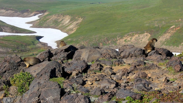 Photo marmotte du kamtchatka en haute montagne