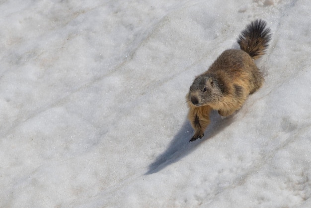 Marmotte isolée en courant sur la neige
