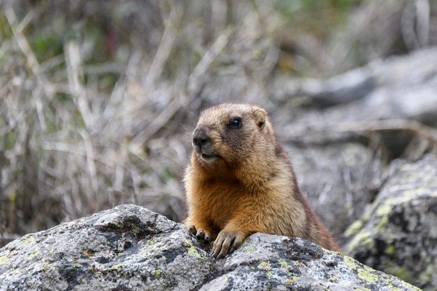 Marmotte Marmota Marmota debout dans les rochers dans les montagnes Marmotte dans la nature sauvage