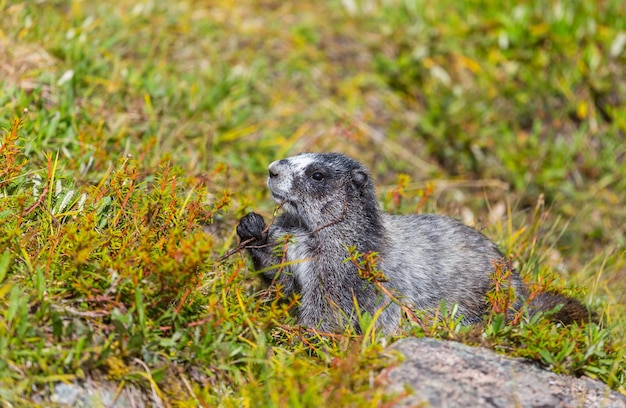 Marmotte