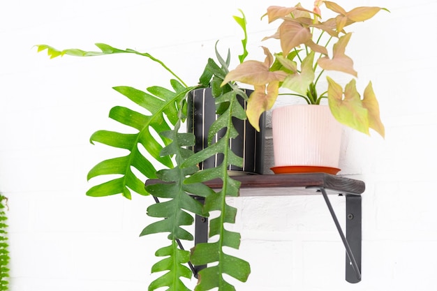 Marniera chrysocardium epiphyllum est un cactus forestier sur une étagère en forme de maison sur un mur de briques blanches plante en pot à la maison à l'intérieur