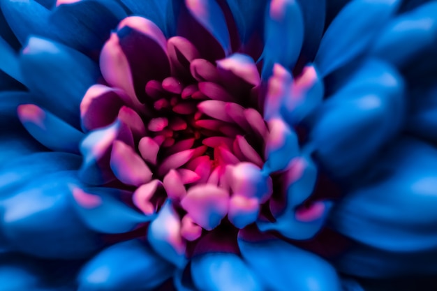 Marque de flore et concept d'amour pétales de fleurs de marguerite bleue en fleurs abstrait art floral fleur backg ...