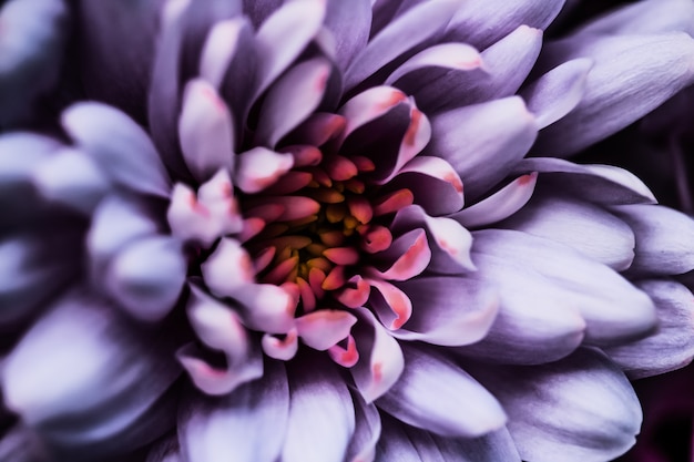 Marque de flore et concept d'amour pétales de fleurs de marguerite violette en fleur abstrait art floral fleur bac ...