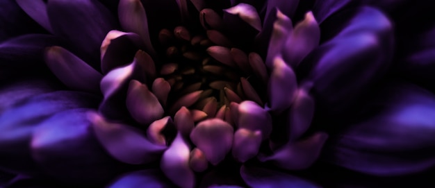 Marque de flore et concept d'amour pétales de fleurs de marguerite violette en fleur abstrait art floral fleur bac ...