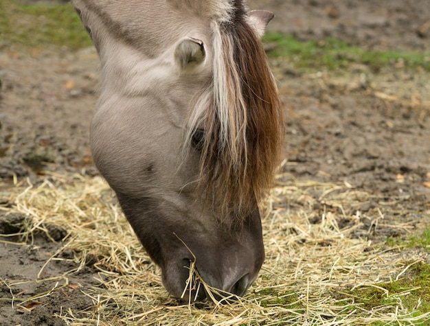 Marques distinctives et crinière du Fjord Horse