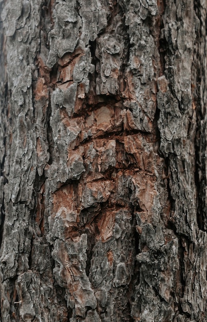 Des Marques De Griffes D'ours Sur L'écorce D'un Tronc D'arbre.