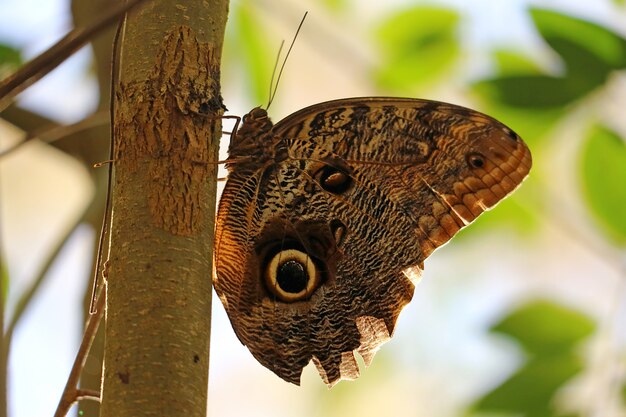 Marron avec des taches noires, grand papillon des montagnes posé sur l&#39;arbre dans le parc national des Chutes d&#39;Iguazu, Argentine