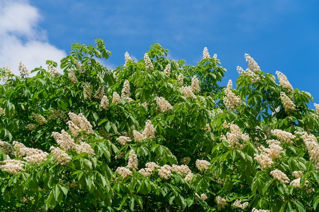 Marronnier d'Inde en fleurs au printemps