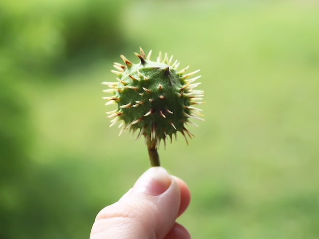 Marrons d'Inde sur un fond de nature floue