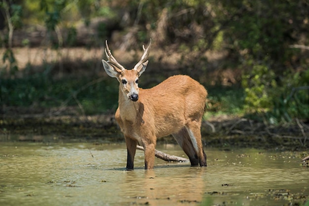 Marsh deer Blastocerus dichotomus dans l'environnement du Pantanal Brésil