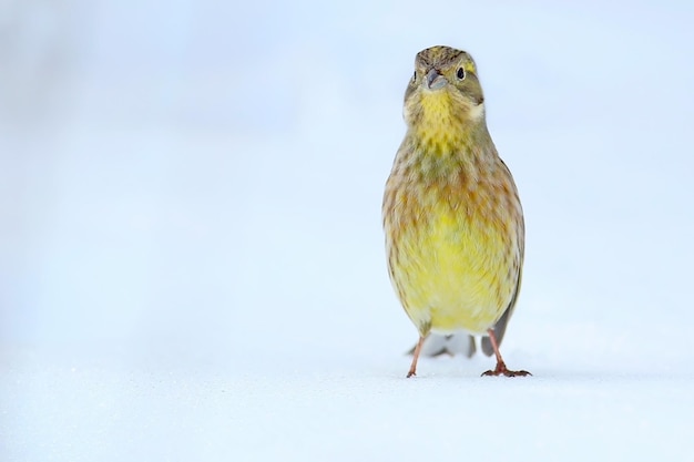 Un marteau jaune sur la neige