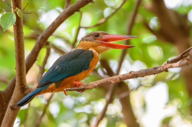 Martin-chasseur à bec de cigogne perché sur une branche d'arbre avec bokeh vert, Thaïlande