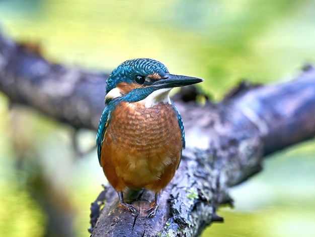 Martin-pêcheur d&#39;Amérique Alcedo