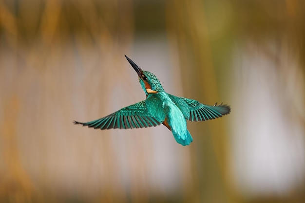 Martin-pêcheur d&#39;Amérique Alcedo