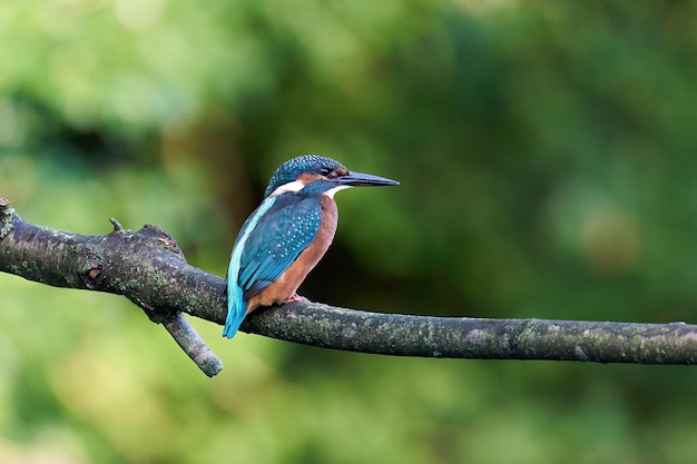 Martin-pêcheur d&#39;Amérique Alcedo