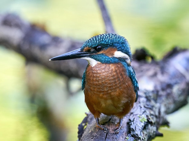 Martin-pêcheur d&#39;Amérique Alcedo