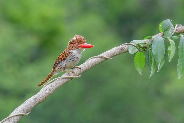 Martin-pêcheur à bandes (Lacedo pulchella)