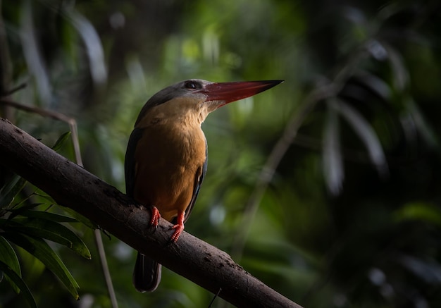 Martin-pêcheur à bec de cigogne sur la branche d'arbre